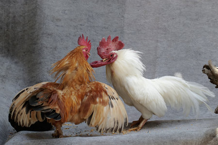 Two adult roosters fight over territory. Animals that are cultivated for their meat have the...
