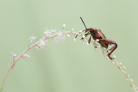 Beetle on white flower with green background, closeup of photo