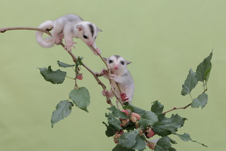 two baby sugar glider on a branch with green background