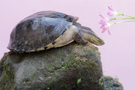 turtle on the rock with pink flower on pink background, close upの写真素材