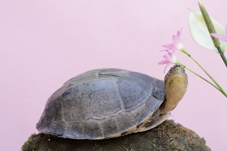 Turtle on a rock with pink flower on a pink background.の写真素材