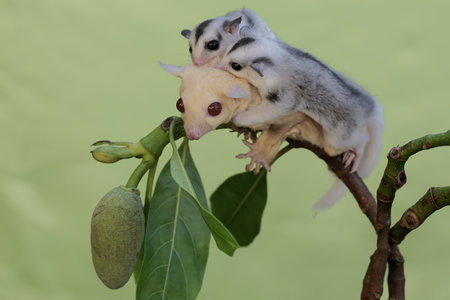 sugar glider eating a walnut on a tree