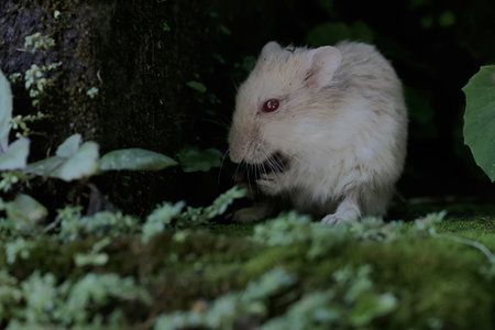 White hamster in the forest. Shallow depth of field.の写真素材