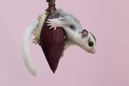 sugar glider on pink background