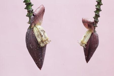 Banana blossom with water droplets on a pink background.の写真素材
