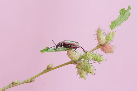 Beetle on white mulberry in the wild, Thailand.