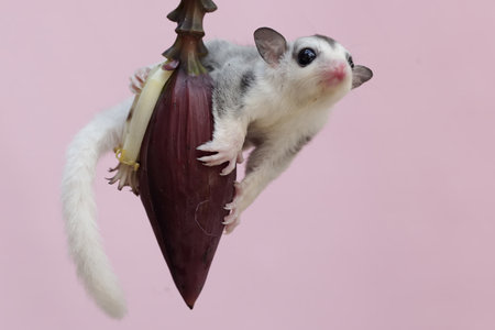 A cute little sugar glider is climbing on a banana tree.の写真素材
