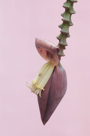 Banana blossom on a pink background, closeup of photoの写真素材