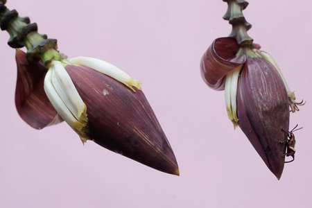 Banana blossom isolated on a pink background. Close up.の写真素材