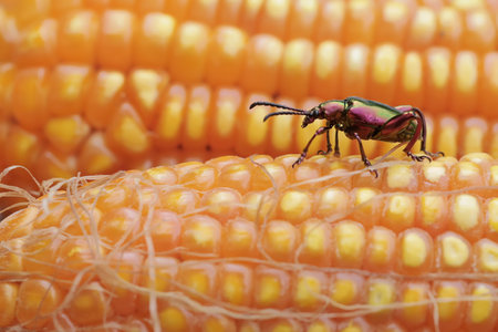 A beetle on a corn cob. Macro. Selective focus.