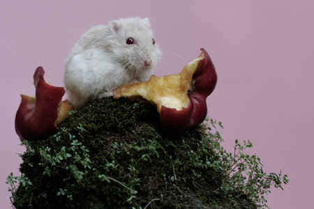 Hamster and apple on a green moss, isolated on pink backgroundの写真素材