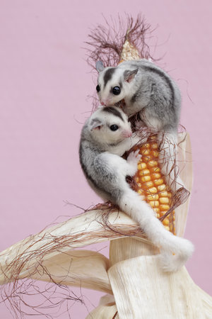 Two cute little sugar glider sitting on a corn on a pink background