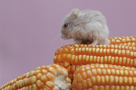 Hamster and corn on a pink background. The concept of agriculture.の写真素材