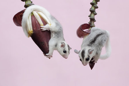 Two sugar glider hanging on a tree branch on a pink background
