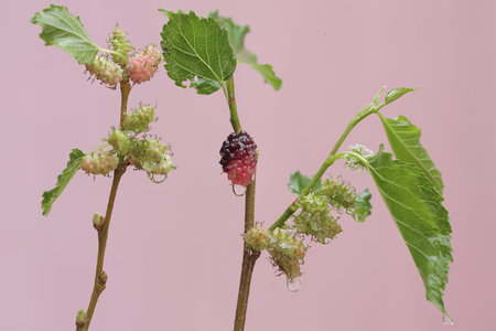 Mulberry fruit on the branch with green leaves on pink backgroundの写真素材