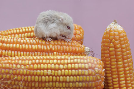 Hamster on the ears of corn on a pink background close upの写真素材