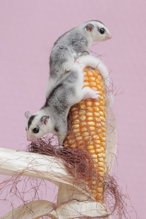 Little cute baby sugar glider sitting on a corn cob on a pink backgroundの写真素材