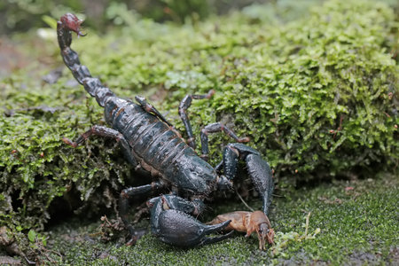 Scorpion, Pandinus imperator, on green moss, South Africa