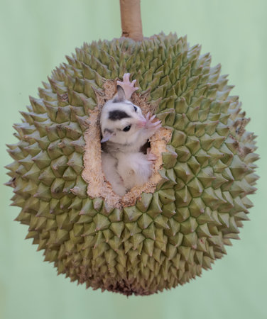 A young sugar glider is eating a ripe durian fruit on a tree. This mammal has the scientific name Petaurus breviceps.の写真素材