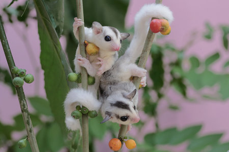 Two young sugar gliders were looking for food in the bushes. This mammal has the scientific name...