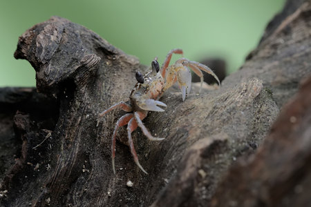 crab on wood, close up of crab on tree, crab in nature