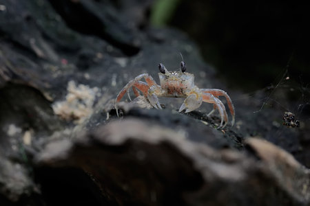 crab on a tree in the wild, closeup of photo