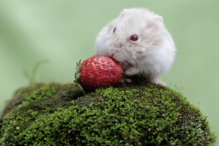 Hamster eating a strawberry on a mossy rock with green backgroundの写真素材
