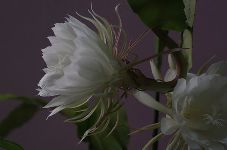 Flower of a white cactus flower on a dark background.