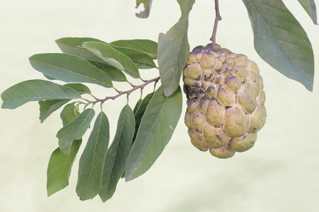 Custard apple fruit on the tree with green leaf background.