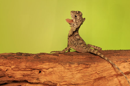 Brown lizard on a tree in the wild. Close-up.の写真素材