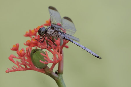 A dragonfly on a flower in the rainforest of Costa Rica