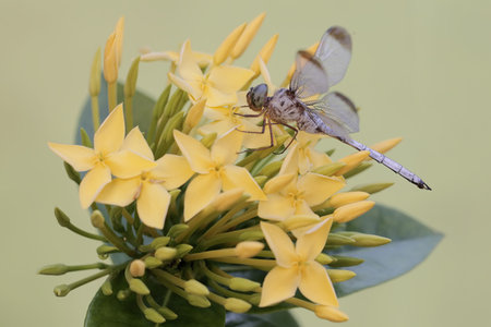 dragonfly and yellow flower on green background, closeup of photoの写真素材