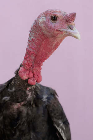 Close up of a turkey on a pink background, selective focus.の写真素材