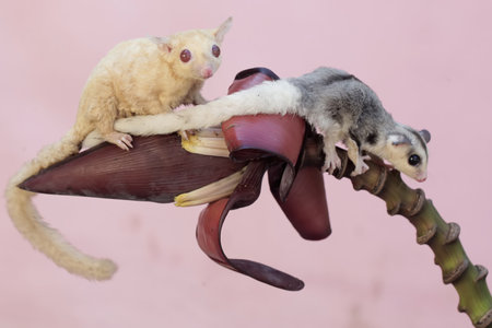 Two sugar glider on a tree branch with a pink background.