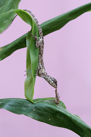 Asian House lizard (Hemidactylus) on plantの写真素材