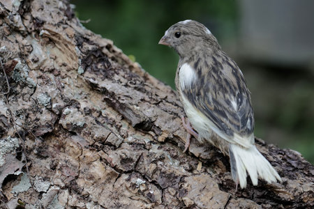 Crested Grosbeak, Carduelis cabaret, single bird on branch, Warwickshireの写真素材