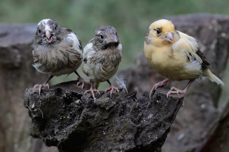Crested canary (Carduelis canariensis)の写真素材