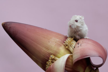 White Syrian hamster on a banana flower isolated on a pink backgroundの写真素材