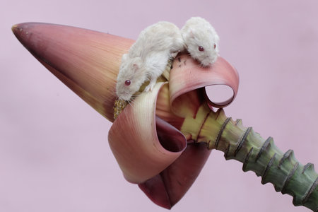 Two white mice on a banana flower on a pink background, close-upの写真素材