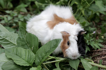 guinea pig in the grass. Cute guinea pig on green grassの写真素材