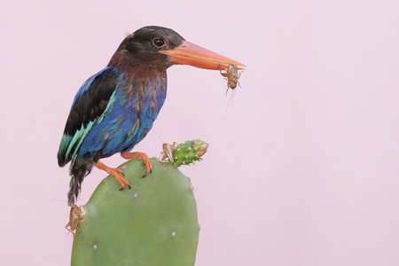 White-throated Kingfisher (Halcyon smyrnensis) perched on cactusの写真素材