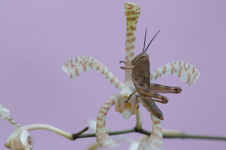 Grasshopper on a white orchid with pink background.