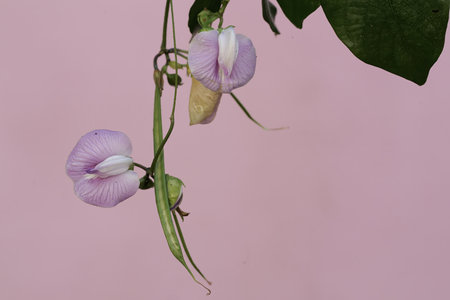 Butterfly pea flowers on a pink background, close up