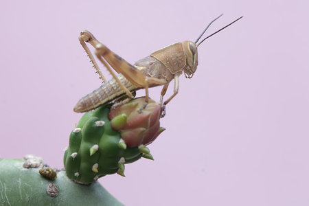 Grasshopper on a cactus, isolated on pink background