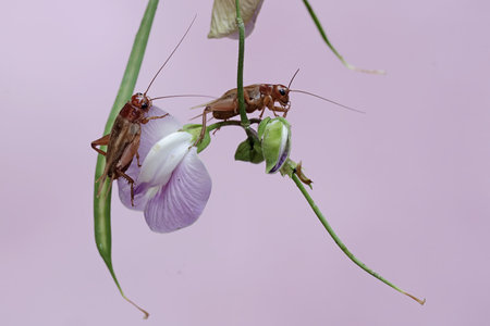Two insects on a purple flower. Macro.の写真素材