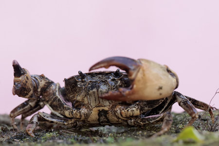 Close up of a crab on the ground in nature.の写真素材