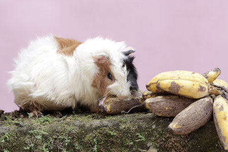 guinea pig eating banana on a pink backgroundの写真素材