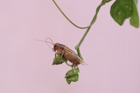 Cricket on plant in the wild, closeup of photo
