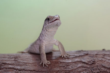 Close up of a lizard sitting on a tree trunk with green background