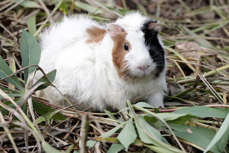 Guinea pig on the grass. Guinea pig is a breed of guinea pig.の写真素材